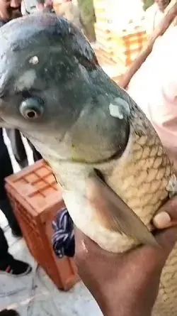 🐧🐟Very Rare and Strange 😱 Ocean 🌊 💦 Creature 🇮🇳