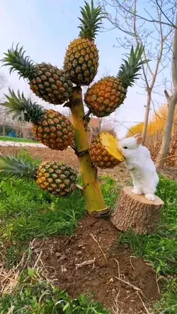 Rabbit🐰 eating pineapples🍍