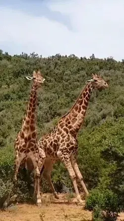 how the giraffes fight ?