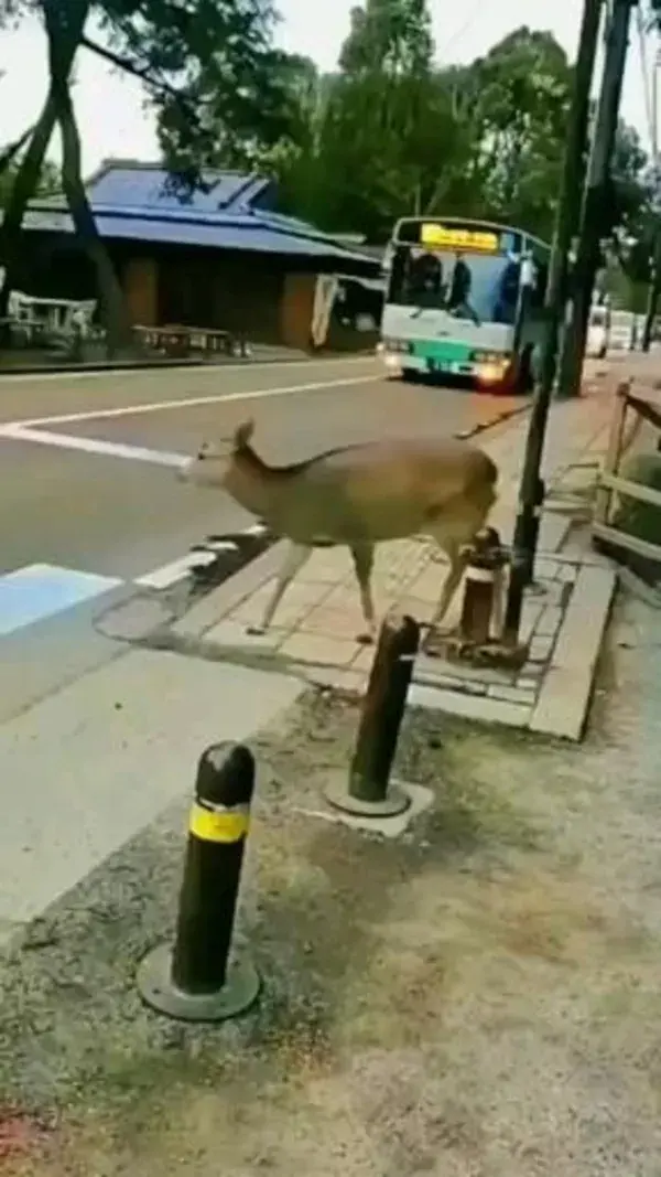 Slota_23 TikTok - Deer crosses the road