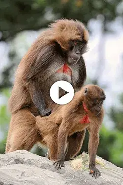 Understanding Estrus in Female Monkeys