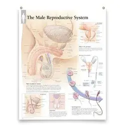 Male Reproductive System Framed Medical Educational Informational Poster Diagram Doctors Office School Classroom 22X28 Inches