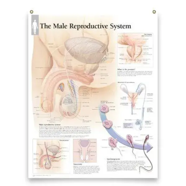 Male Reproductive System Framed Medical Educational Informational Poster Diagram Doctors Office School Classroom 22X28 Inches