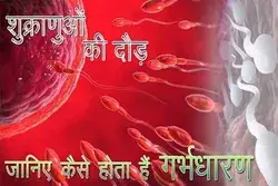 शुक्राणुओं का अंडे तक का सफर - एक नए जीवन की शुरुआत (Journey of Sperms to Egg - Start of A New Life)