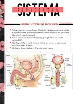 💗 Fisiologia do Sistema Reprodutor Femino e Masculino 💗