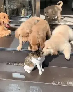 Cat can't escape the happiness of these dogs 😂😂