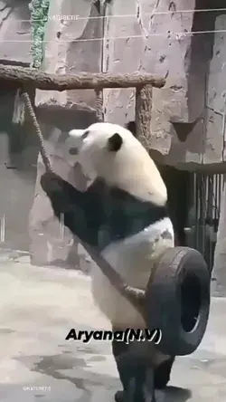 panda bear