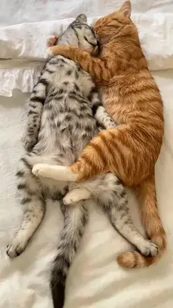 Cute Cat Couple 🥰🥺♥️😋😻