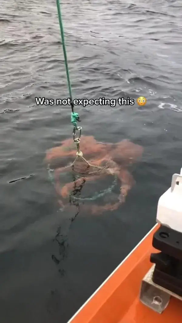 Catching an Octopus