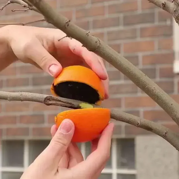 Creative planting hacks using fruits!