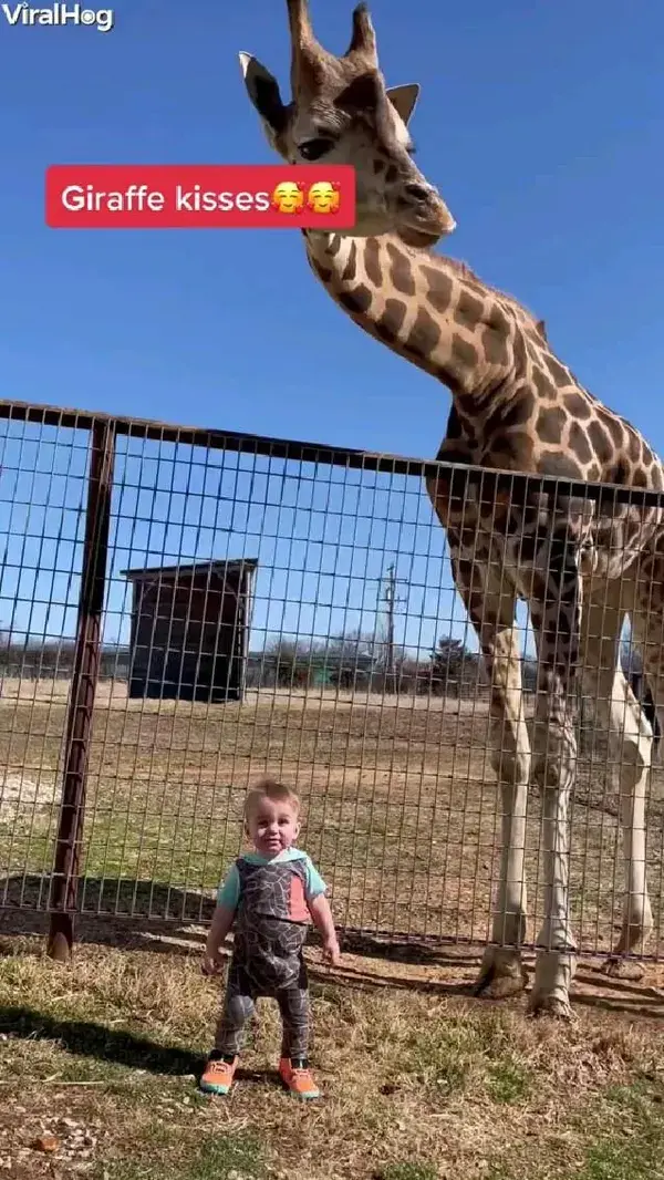 Giraffe kisses