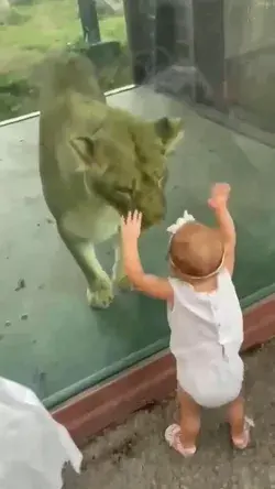 Baby playing with lion... 🦁