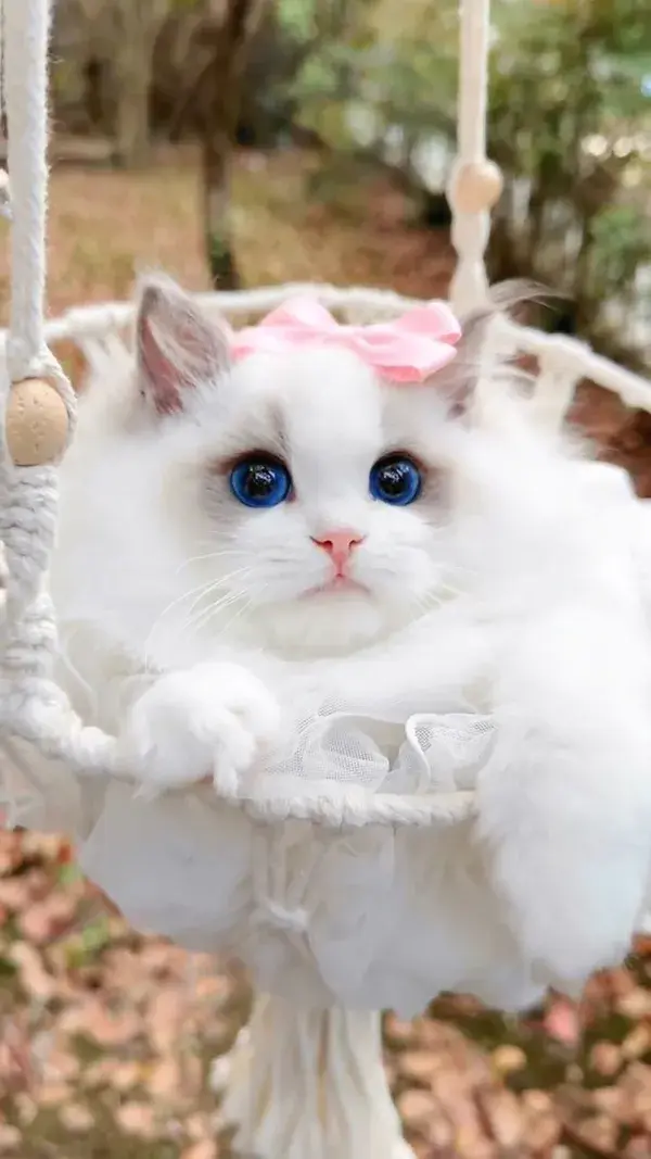 elegant ragdoll kitten