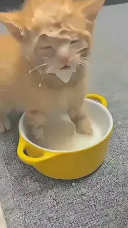 eating kedi fancam