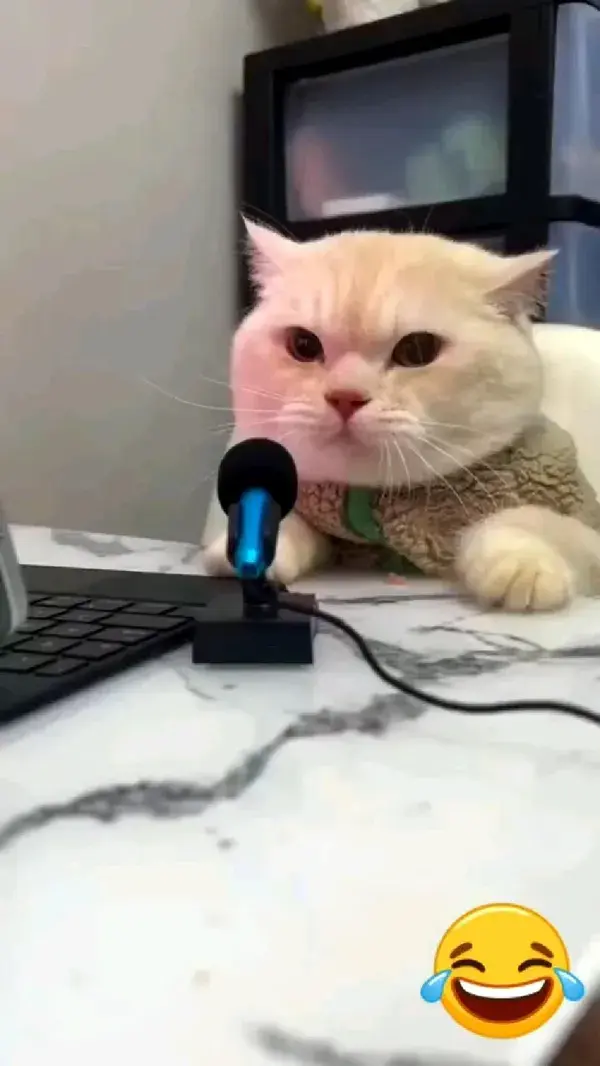 cat singer 😃 #cat #videos #viral #hossainrayhan #hossainzone