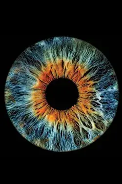Human Eye, Iris, Art, Artwork, Eye Art, Human Iris, Iris Art, Artwork, Artist, Biology, Eye Artwork