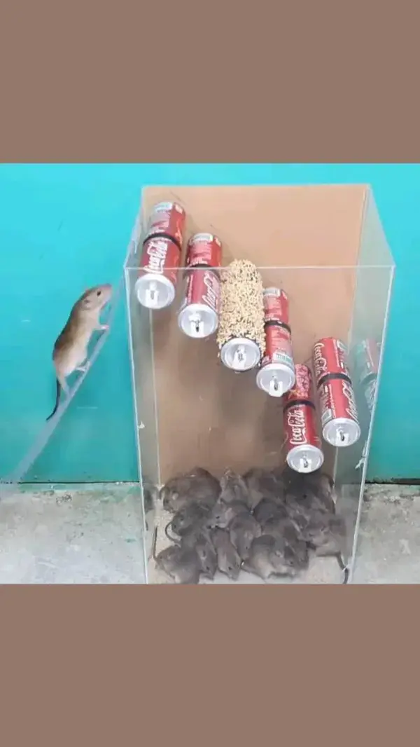 RAT TAP