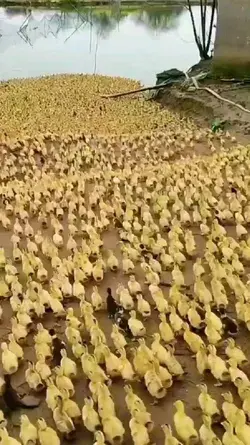 🦆🐤🐤🐤🐥🐥🐥