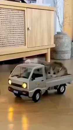 cat playing with truck..