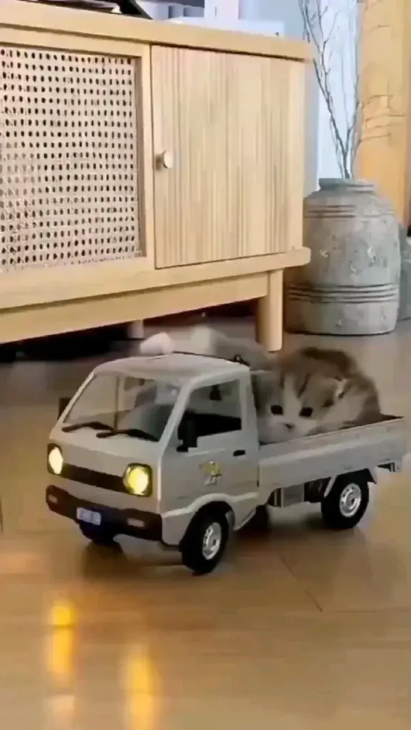 cat playing with truck..