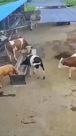 So Funny Cow