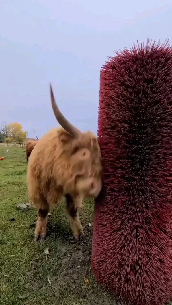 Cow havin a good time