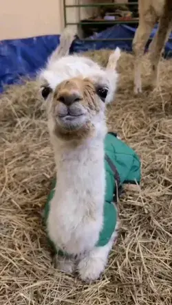 Just a cute baby alpaca🦙👶📷 #cute #baby #alpaca