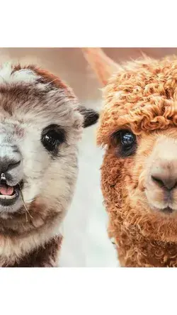 Llama and alpaca.