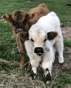 Baby Cow