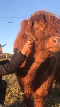 Dólaidh the highland cow enjoying some brushes