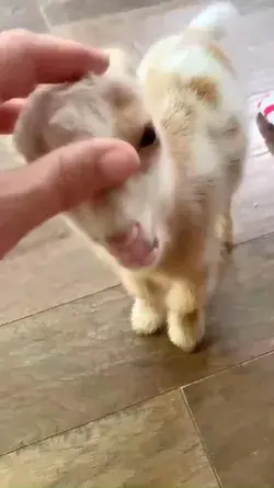 Baby got Animals