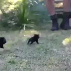 Tasmanian Devil babies looking like small kittens.