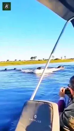 Hippo Chase