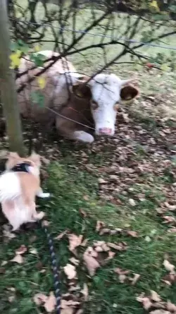 Puppy meeting the big boy