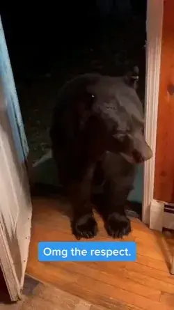 Lost bear has great manners