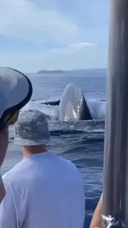 Sound on for the whale, how amazing is this whale tour is