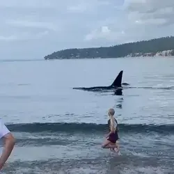 Pod of Orcas swim right next to the shore