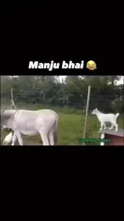 Majnu bhai 😂🤣😅