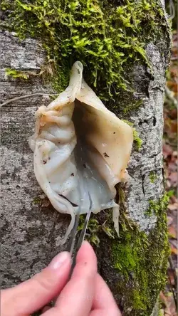 A Beginner's guide to grow edible mushrooms