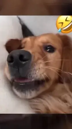 Funny dog reaction 🤣