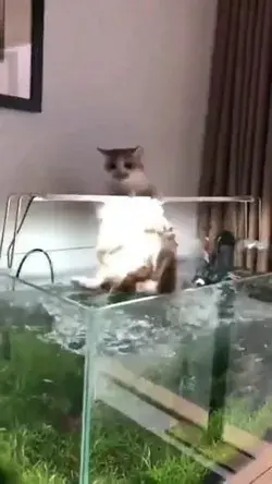 The cat that wants to fish in the aquarium🙄