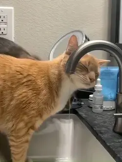 Cute but Goofy Cats Drinking Water