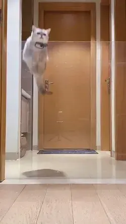 Pro cat jumper.