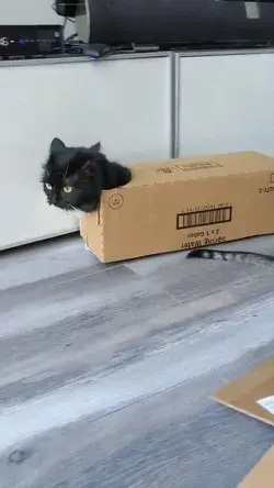 The rare box cat, and he know how to move