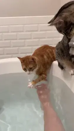 Cats don't like water by now, I suppose! cats funny