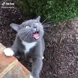 Grey Cat Singing😍😍Follow me for daily videos😇