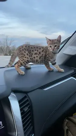 F1 savannah cat