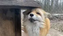 ❤ 🦊 ❤