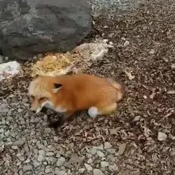 Red Fox Walking Trough