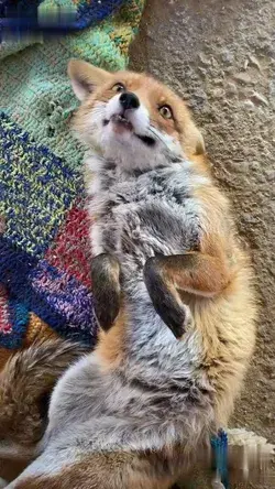 Cut fox